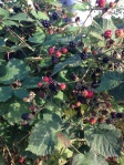 Blackberries ripening