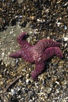 Purple starfish amid the rubble of mussel shells