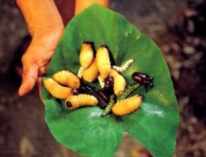 Grubs and insects are eaten in many parts of the world.